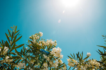 Side view on white Oleander flowers at the bottom border frame. Blue sky background with large copy...