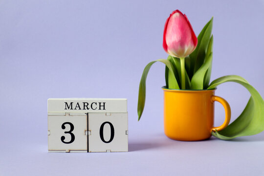  Calendar for March 30 : a cube with the number 30, the name of the month March in English, a scarlet tulip in a yellow cup on a pastel background