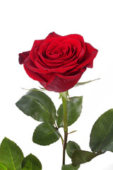 Red rose on a white background, isolate