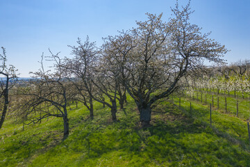 Fototapeta na wymiar Bird's eye view of cherry trees in bloom near Wiesbaden / Germany 