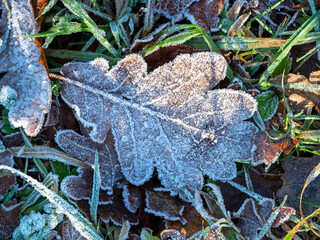 Oak leaf covered in white frost with ice crystals on the ground in winter