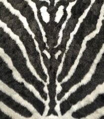 Zebra fur texture background, closeup of stripes