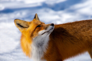 Very beautiful wild fox near Canadian forest in winter