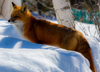 Very beautiful wild fox near Canadian forest in winter