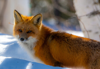 Very beautiful wild fox near Canadian forest in winter