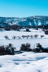 paisaje nevado con árboles en la llanura