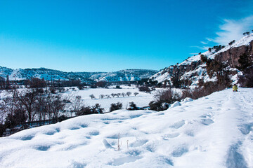 paisaje nevado con árboles en la llanura