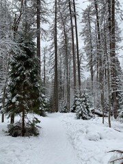 forest in winter