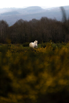 Caballo blanco en la naturaleza, galicia