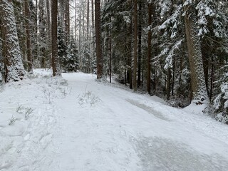 Obraz premium road in winter forest
