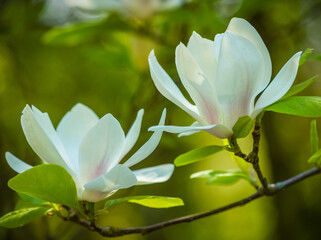 white magnolia flower