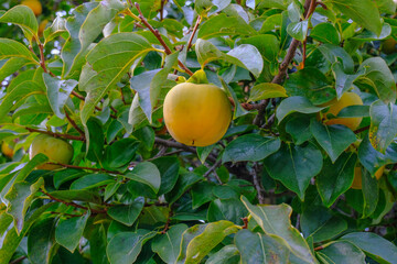 Yellow apple close-up riping on tree. Apple garden. Organic, bio, natural 