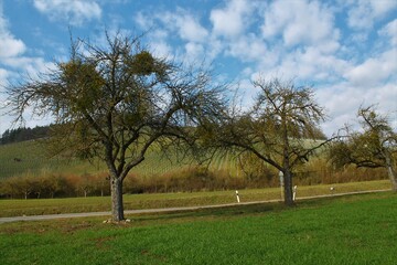 rustic trees in the field with a street in background and blue sky