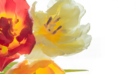 Fototapeta na wymiar Tulips close-up on a white background. Banner and copy space
