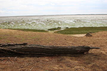 Obraz premium Tronc d'arbre mort devant la Baie de Bonne Anse à marée basse en été (La Palmyre, près de Royan)