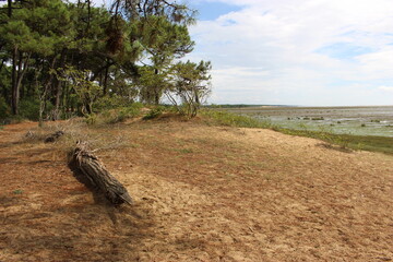 Baie de Bonne Anse et forêt de la Palmyre