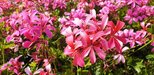 Panorama of pink flowers of pelargonium graveolens or geranium robertianum blooming in a flower bed.