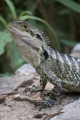 A lizard