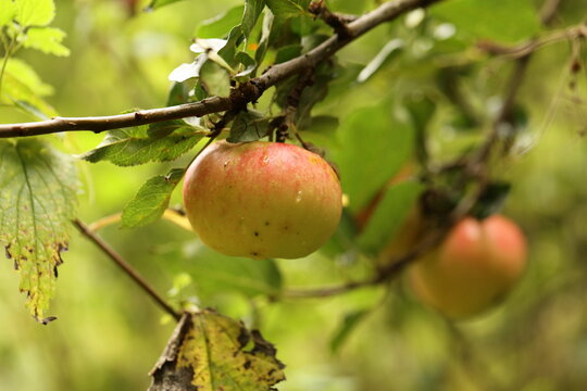 Ripe apples on an apple tree 