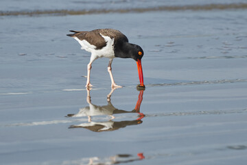 Braunmantel-Austernfischer stochert mit dem Schnabel im Sand nach Muscheln © Michael Fritzen