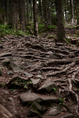 Close-up picture of rocky natural trail covered with trees' roots in middle of evergreen forest in...