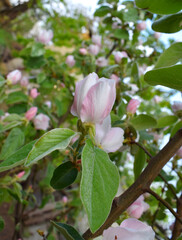 Blossom of quince in spring. Delicate pale pink flowers.