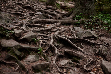 Close-up picture of rocky natural trail covered with trees' roots in middle of evergreen forest in mountains on autumn day. Getaway vacation into natural surrounding. Mountain resort recreation.