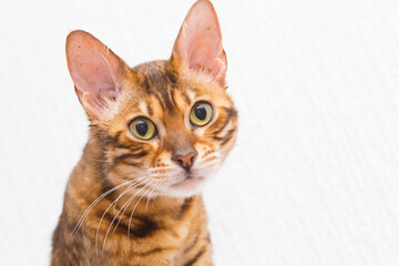 portrait of a cat with big eyes