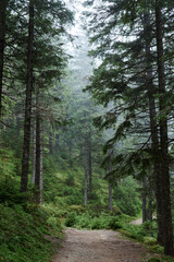 Fototapeta premium Rocky natural trail in the middle of evergreen forest in mountains on cloudy autumn day. Getaway vacation into natural surrounding. Mountain resort recreation, climbing. Hiking in the woods.