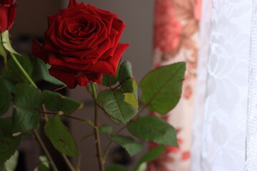 red rose opposite a light window