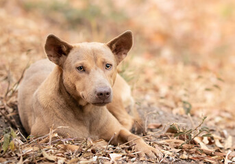 dog laying on the ground and looking forward. dog in autumn time. Lonely concept.