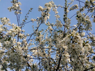 Scenic view of cherry trees in court of residential house on a sunny day in springtime. Beauty of fresh bloom fruit tree in spring 
