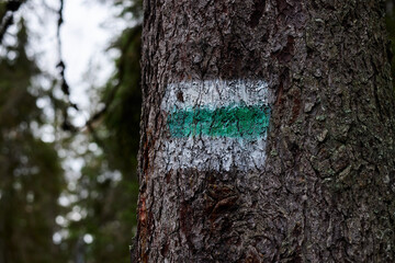 Close-up picture of green trail mark on tree stem in mountains. Getaway vacation into natural...