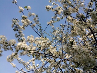 Scenic view of cherry trees in court of residential house on a sunny day in springtime. Beauty of fresh bloom fruit tree in spring 