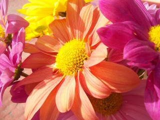 flowers under the sun in summer