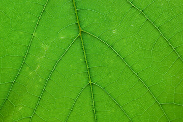 Enlarged green grape leaf. Close-up. Macro.