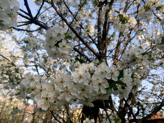Scenic view of cherry trees in court of residential house on a sunny day in springtime. Beauty of fresh bloom fruit tree in spring 