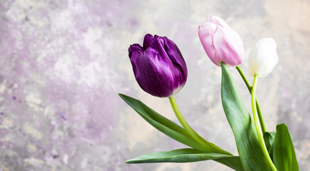 Obraz premium Floral background. Bouquet of tulips. Long banner
