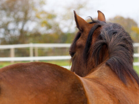 Horse Abstract
