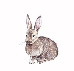 Isolated illustration of a gray rabbit hand drawn in watercolor on a white background