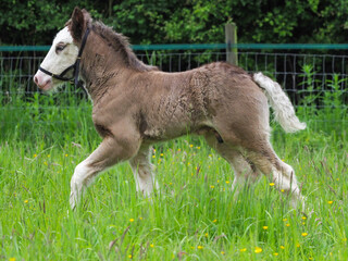 Pretty Young Foal