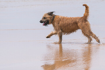 Dog running in beach