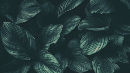 tropical leaves, dark nature background