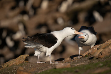 The Black-browed albatross (Thalassarche melanophris)