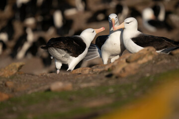 Fototapeta premium The Black-browed albatross (Thalassarche melanophris)