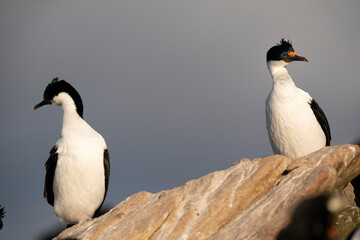 Fototapeta premium King Cormorant (Phalacrocorax atriceps)