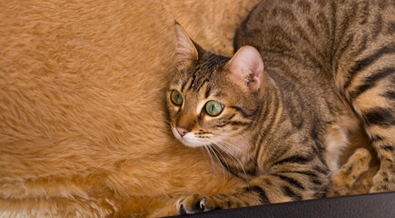 close up of a beautiful cat