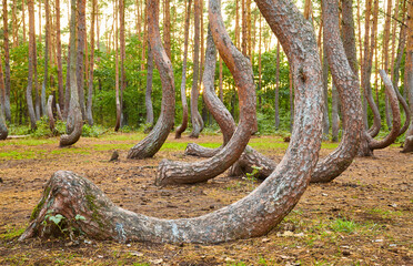 Oddly shaped pine trees in Crooked Forest at sunset, selective focus, Poland.