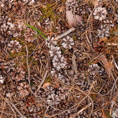 Top view of pine cones and needles scattered on the ground as a natural carpet