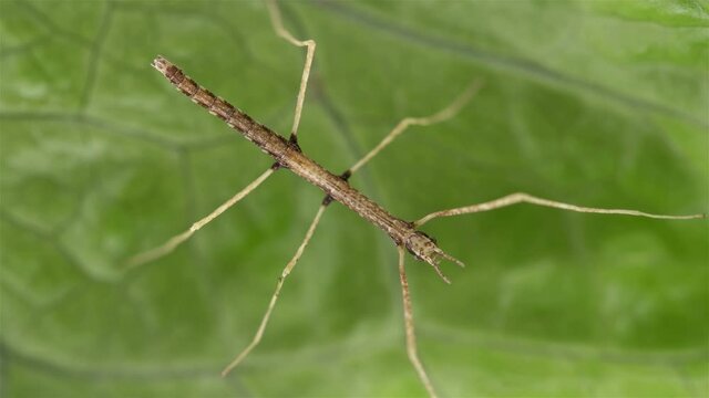 stick insect Medauroida extradentata, family Phasmatidae. Newly hatched, size 1.5 cm. Disguises itself as a twig, which allows it to hide from predators. It feeds on plants.